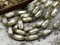 11.5x6.5mm Czech Glass Satin Taupe Pearl Chain with Ant Brass Caps -- Sold by the foot